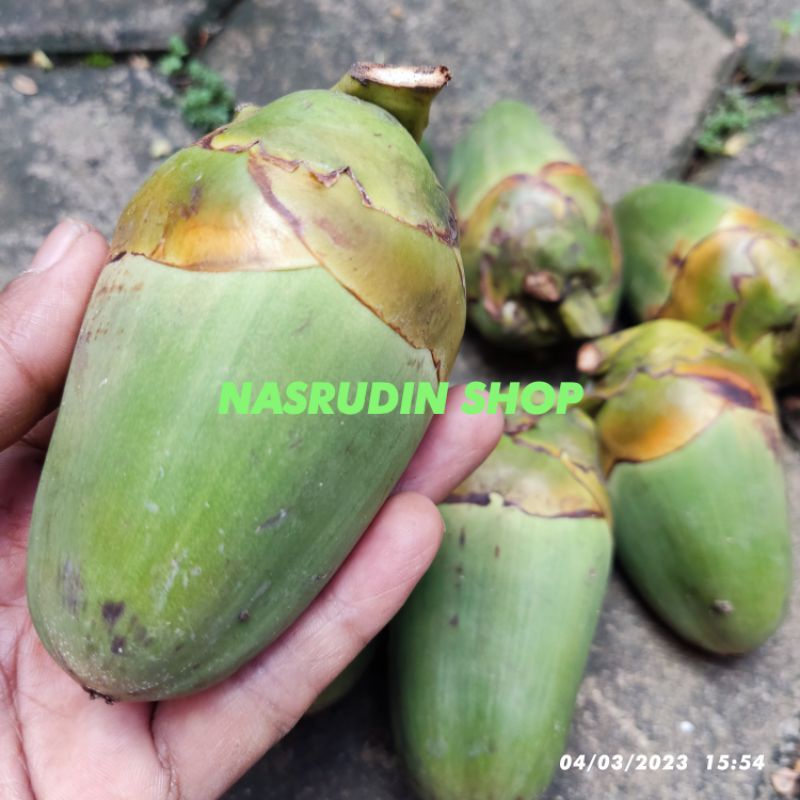 Jual BUAH KELAPA PENTIL SEGAR / BELULUK / BULULUK / BILURUK / OBAT KENCING MANIS / CENGKIR