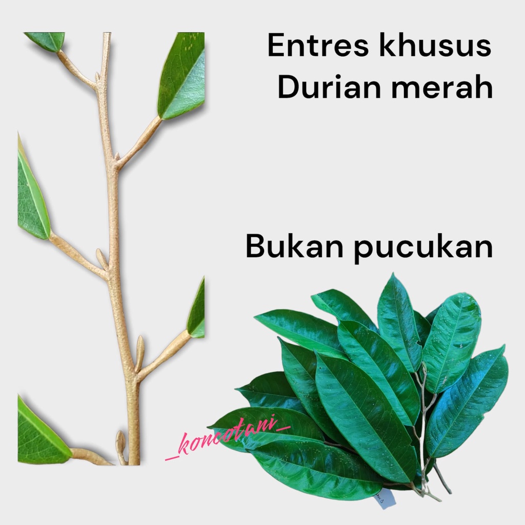 Jual ( KUSUS ) ENTRES MATA TUNAS DURIAN MERAH ( BUKAN PUCUKAN