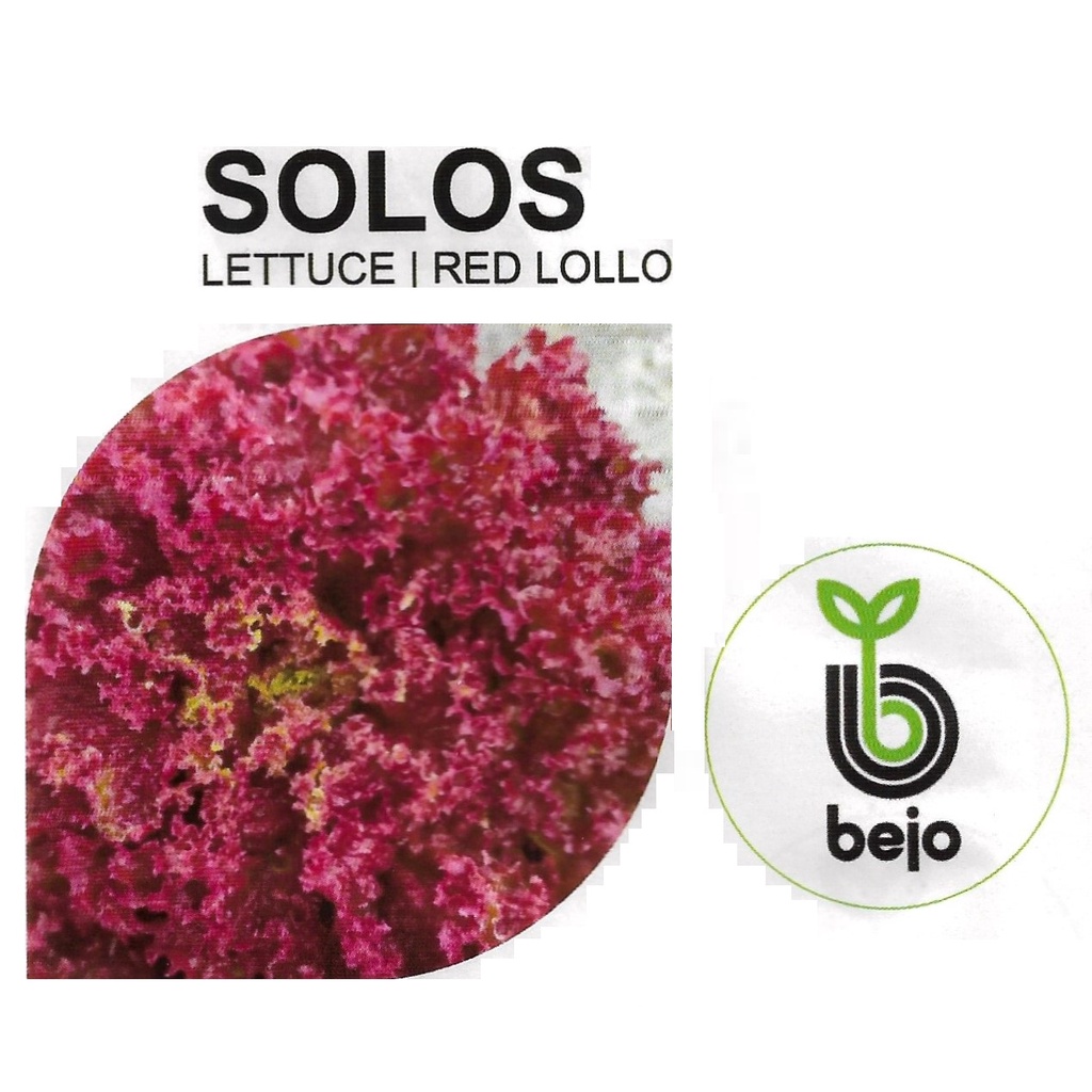 Jual Benih Bejo Seed - Selada Lollo Rossa Solos Repack 100 pills ...