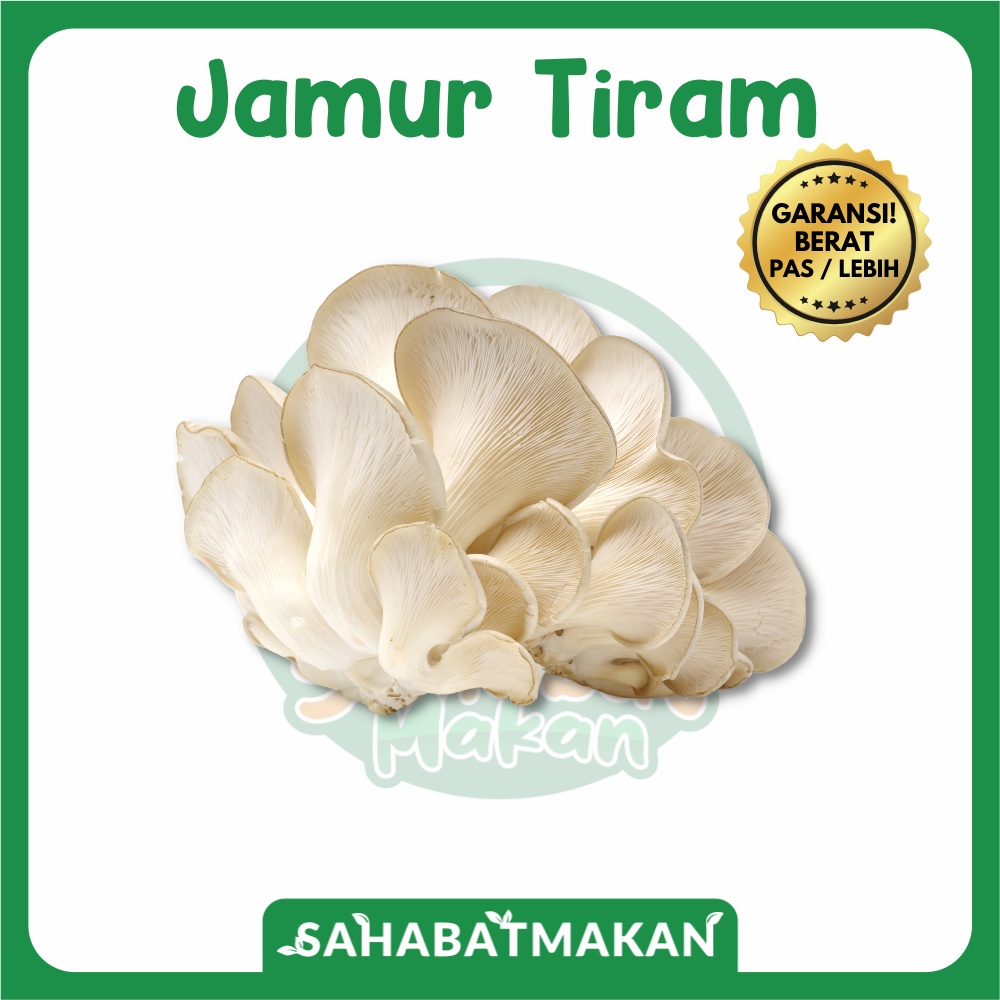 Jual Jamur Tiram Putih — Sahabat Makan Sayur Jogja Shopee Indonesia
