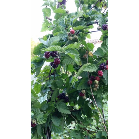 Jual Tanaman YOUNGBERRY Rubus Specles ( tanpa duri ) | Shopee Indonesia