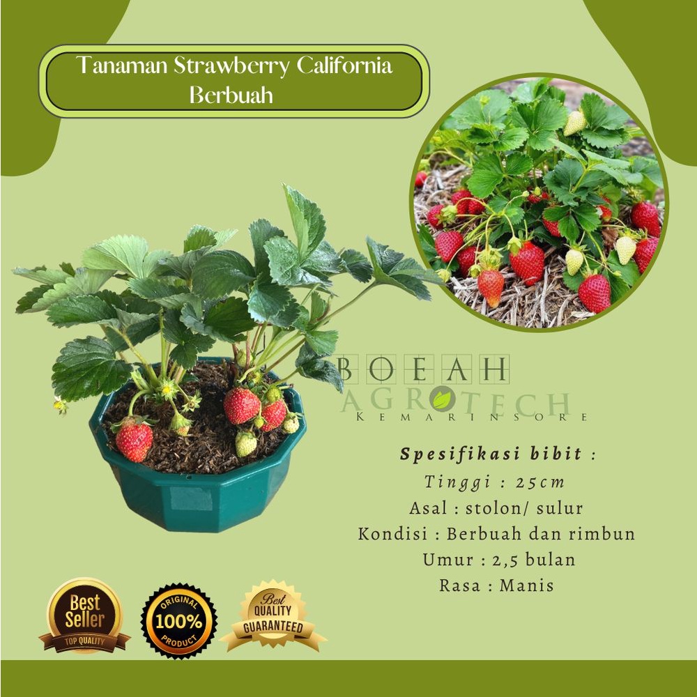 Jual Bibit Tanaman Strawberry California Jumbo Berbuah | Shopee Indonesia