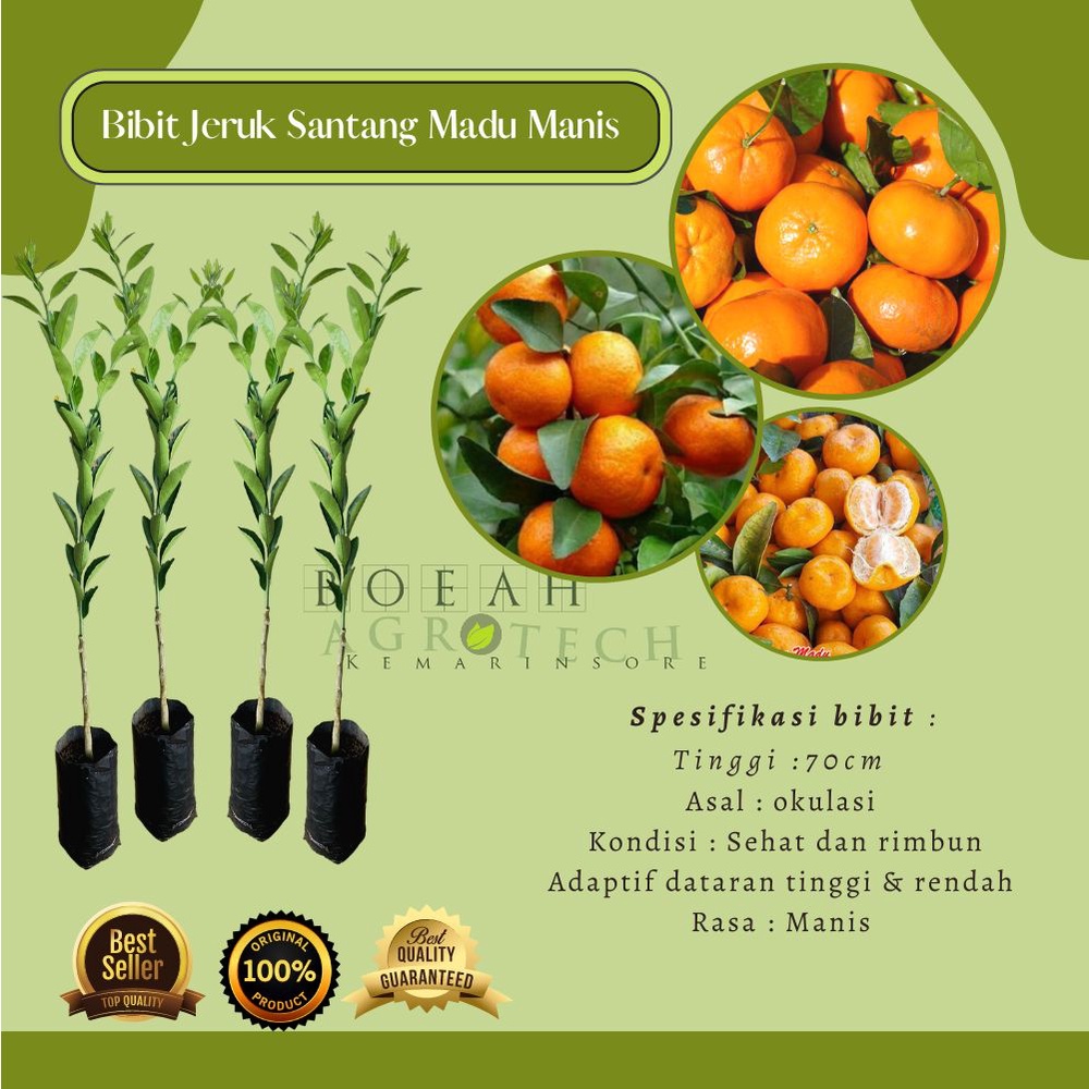 Jual Bibit Tanaman Buah Jeruk Santang Mandarin Manis Okulasi Cepat