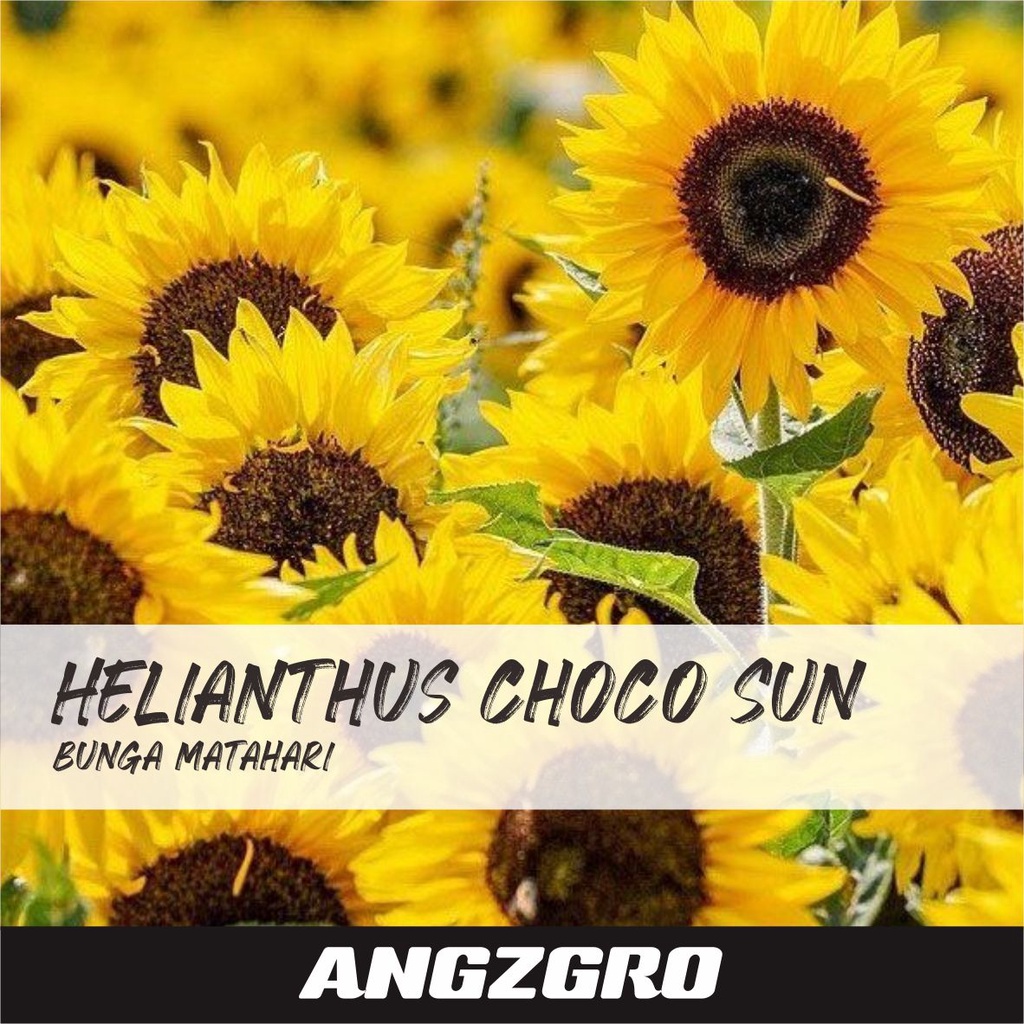 Jual Benih Bunga Helianthus Choco Sun 10 Seeds Tanaman Urban FarmingRS ...