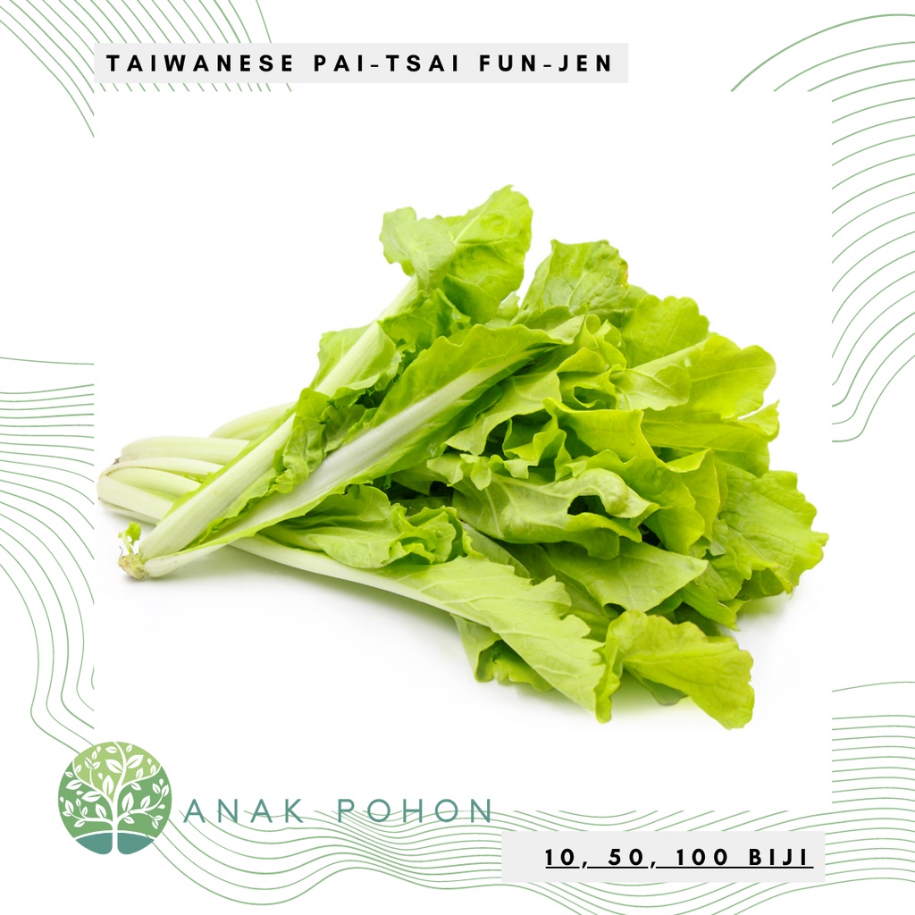 Jual Benih Bibit Biji - Taiwanese Bok Choy Pai-Tsai FUN JEN Sawi ...