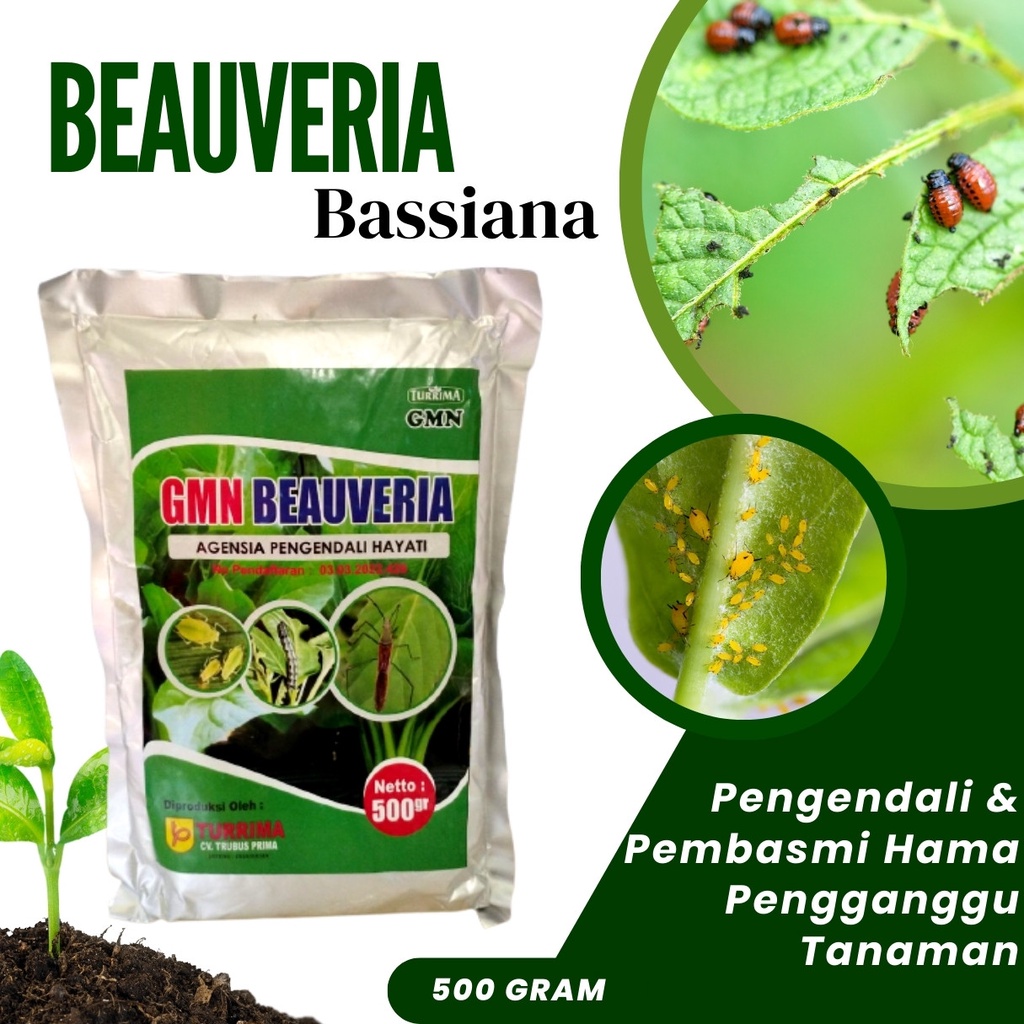 Jual Insektisida Alami Beauveria Bassiana Pembasmi Hama Serangga 500 Gram Pengendali Hama Ulat 7672