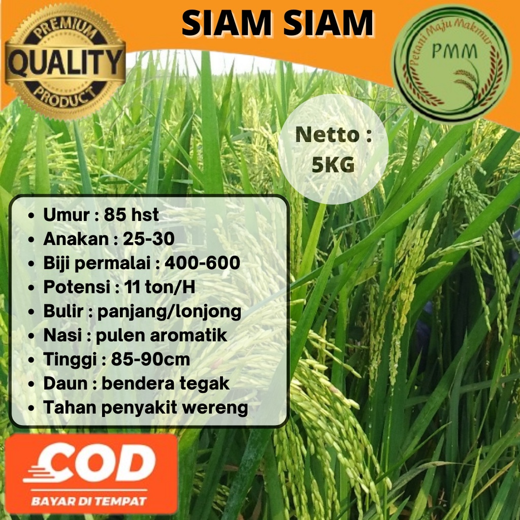 Jual Padi Siam Siam 5KG Benih Padi 85HST SIAMSIAM | Shopee Indonesia