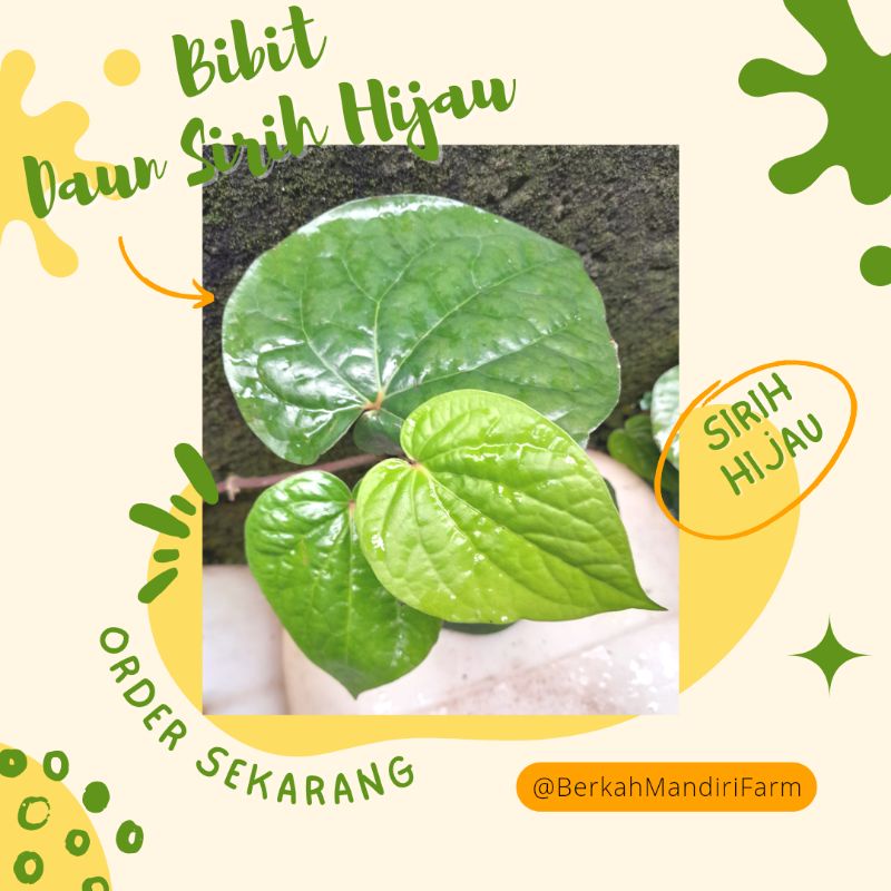 Jual Tanaman Sirih Hijau Bibit Tanaman Herbal Daun Sirih Hijau Siap