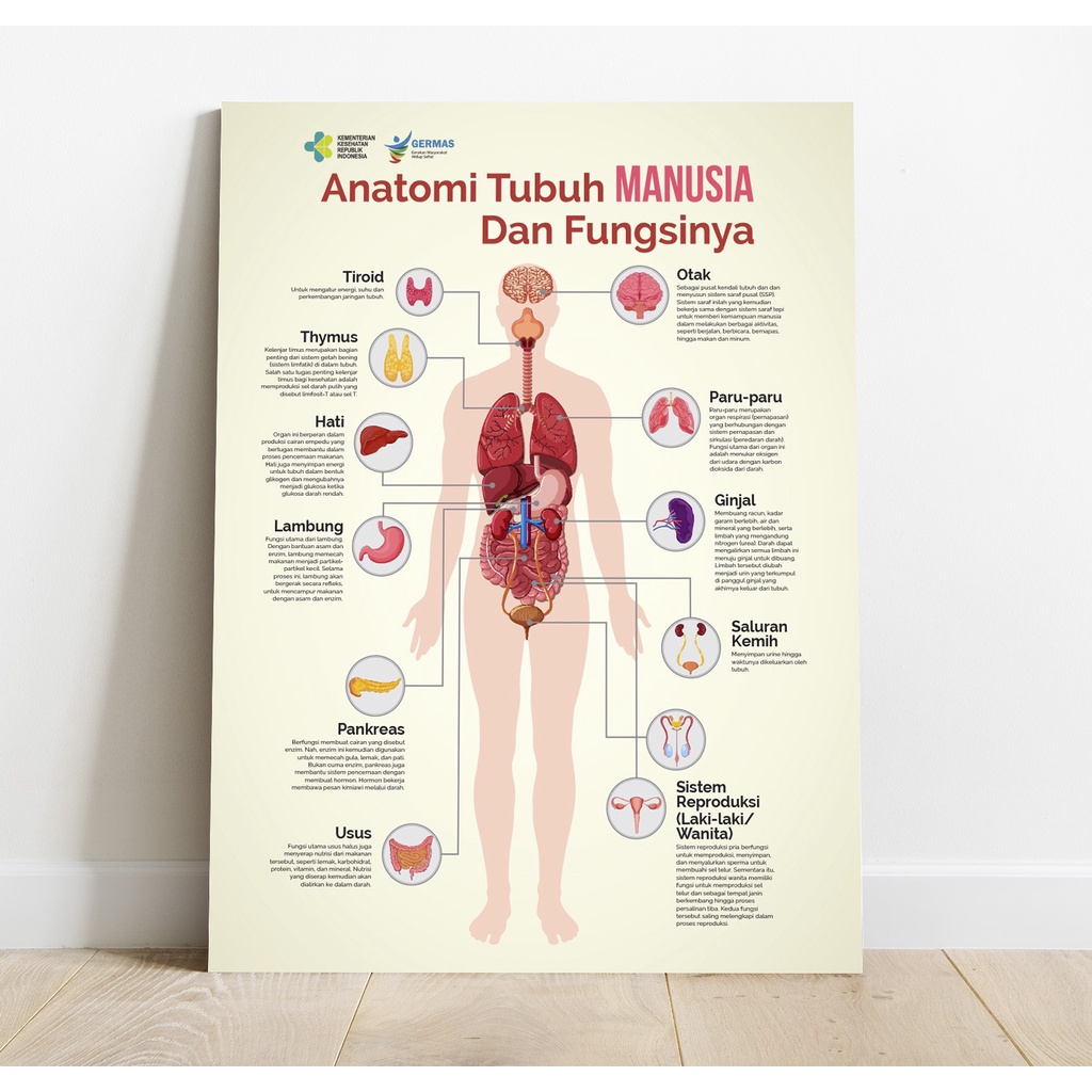 Jual Poster Anatomi Tubuh Manusia Dan Fungsinya Puskesmas Sekolah Hiasan Shopee Indonesia 