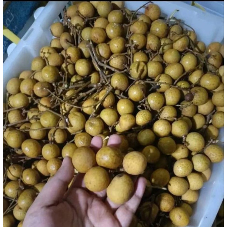 Jual Indukbuah Buah Kelengkeng Lengkeng 1 Krat Keranjang 6kg Shopee