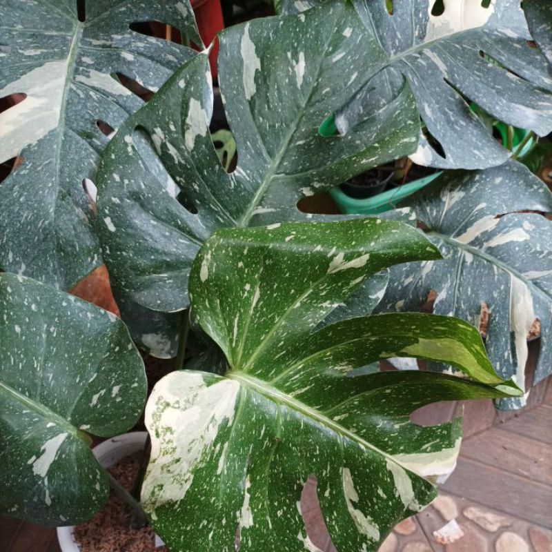 Jual monthai japan lab / monstera thailand japan lab murah/ monstera ...