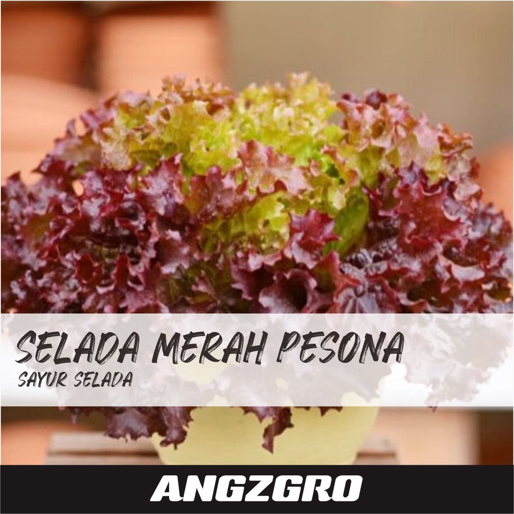 Jual Benih Selada Merah Pesona Seeds Sayuran Tanaman Urban