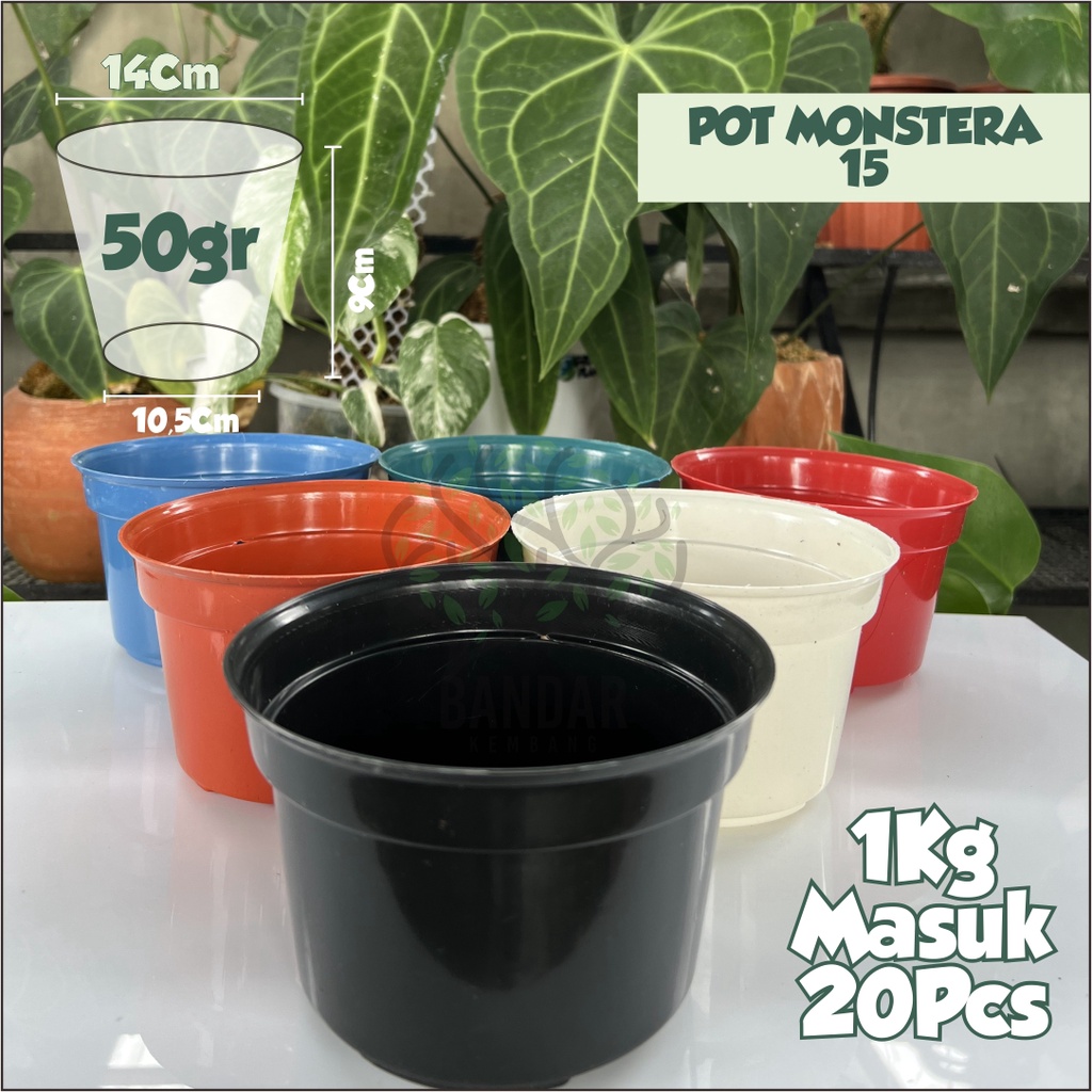 Jual Pot Bibit Bunga Tanaman Hias Monstera Bahan Premium Banyak