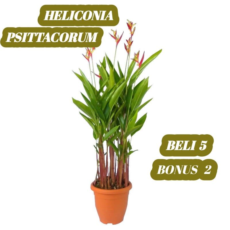 Jual Tanaman Hias Heliconia Psittacorum Heliconia Hijau Shopee Indonesia