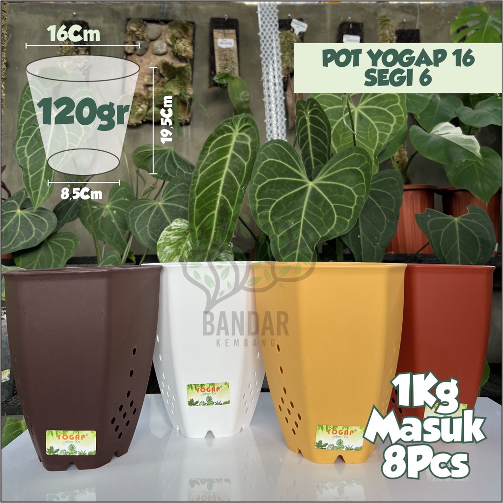 Jual Pot Bibit Bunga Tanaman Hias Yogap Segi Warna Cantik Bentuk Aesthetic Untuk Dekorasi