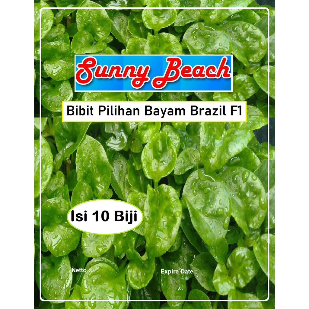 Jual Bibit Pilihan Bayam Brazil F1 | Biji Bibit Spinach Brazil F1 ...