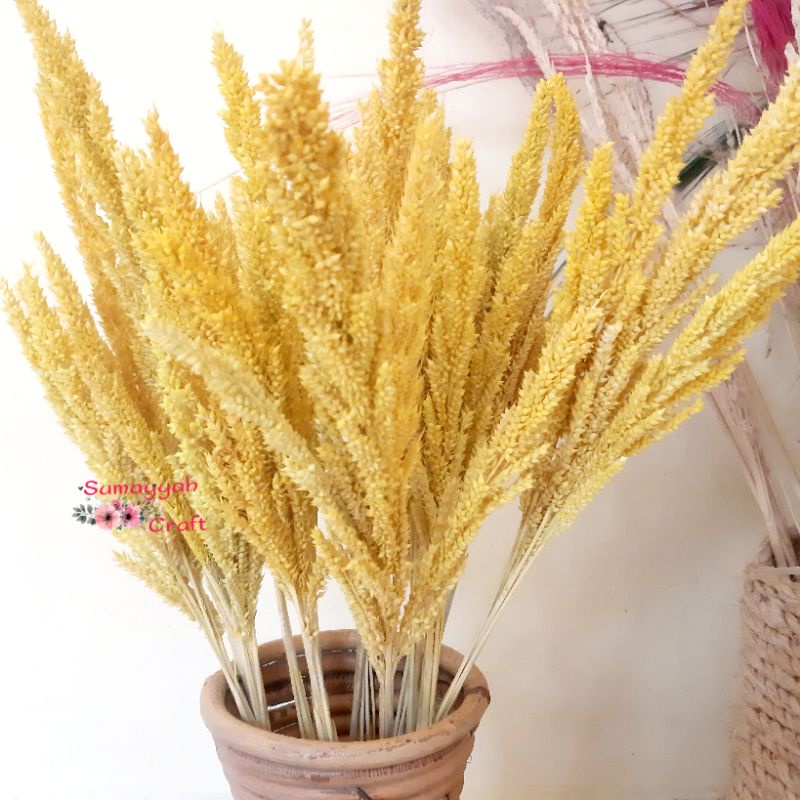 Jual Rumput jawan kuning | Shopee Indonesia