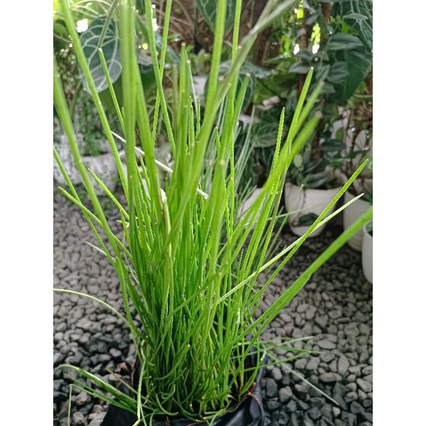 Jual Tanaman Purun Tikus | Shopee Indonesia