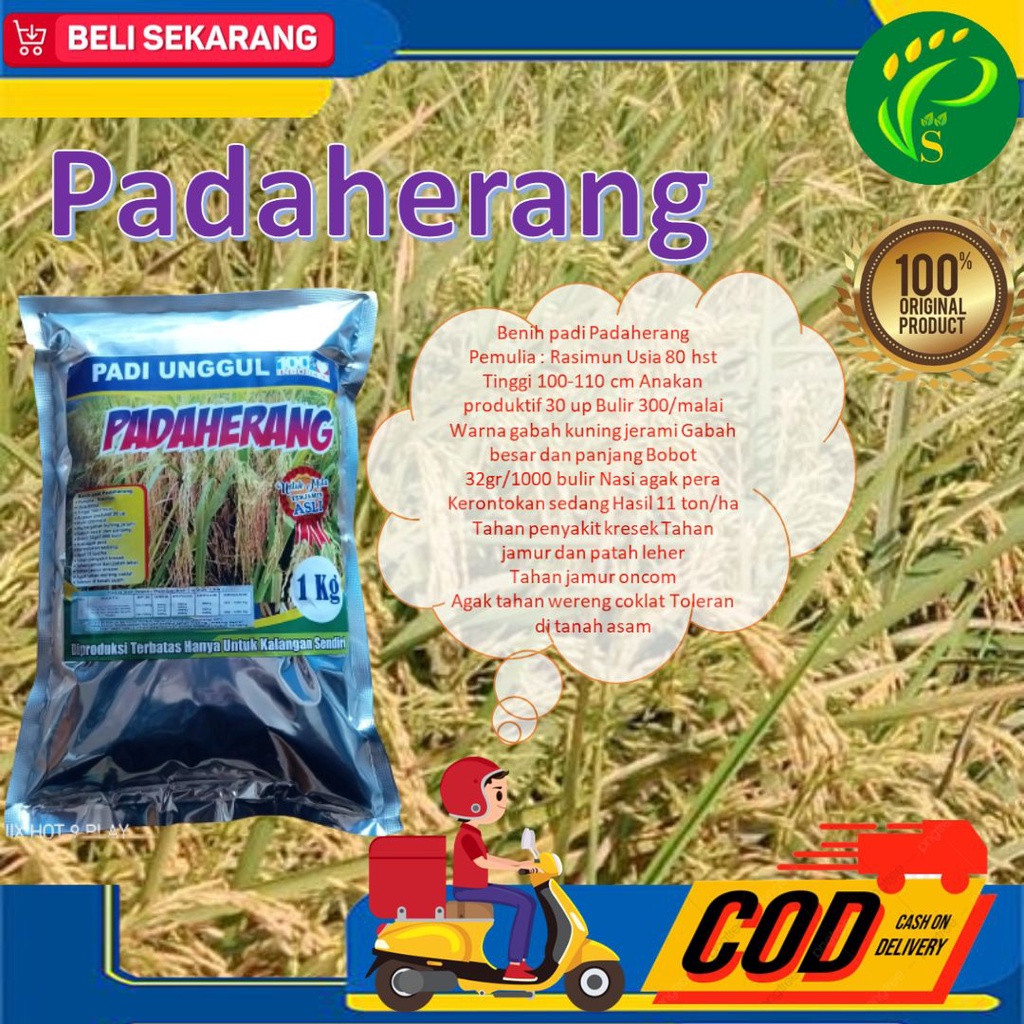 Jual Benih Padi Unggul Padaherang Kg Shopee Indonesia