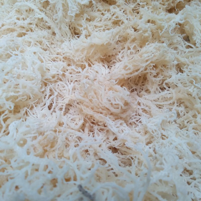 Jual Rumput Laut Untuk Es Agar Jelly Halal Kering Putih 10Kg | Shopee ...