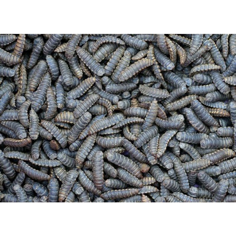 Jual pupa prepupa maggot bsf calon indukan lalat maggot berat 100 gr ...