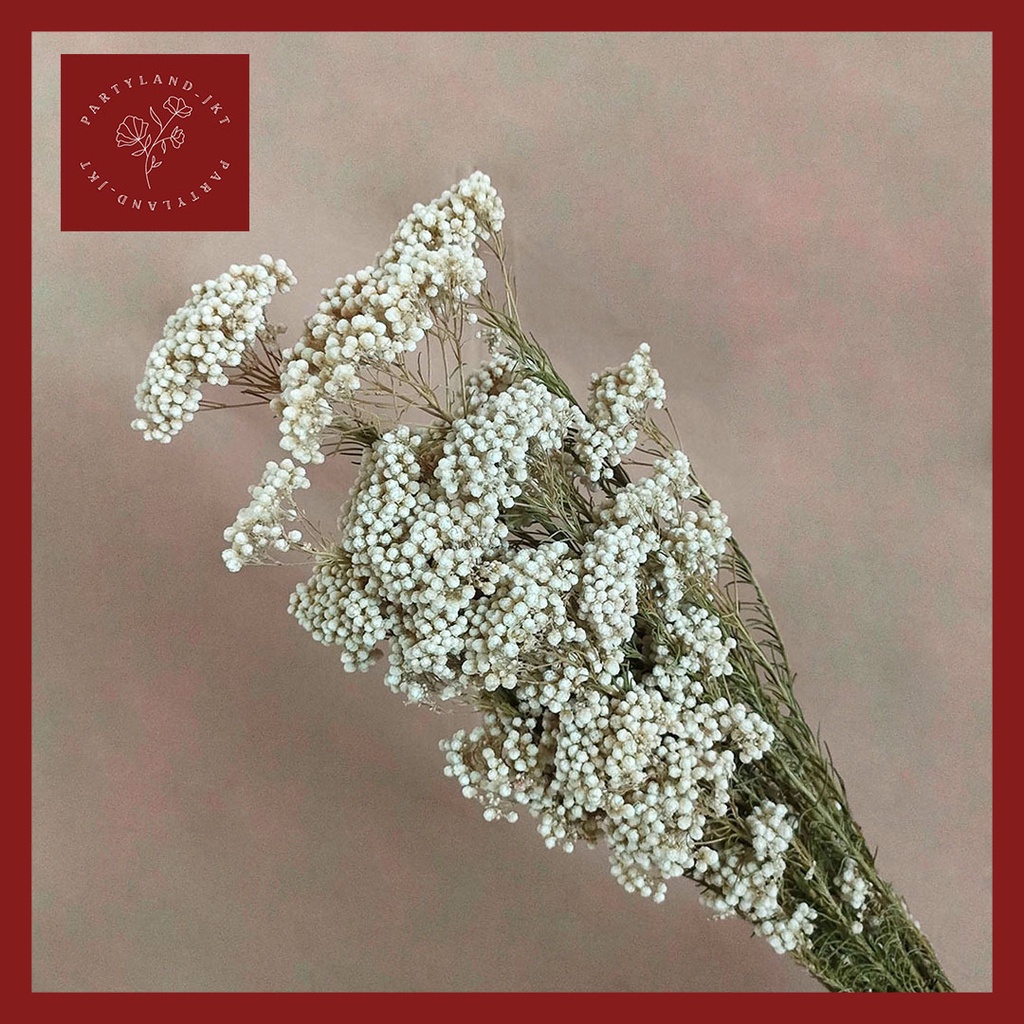 Jual Dried Rice Flower Bunga Kering Asli Dekorasi Hias Pajangan ...