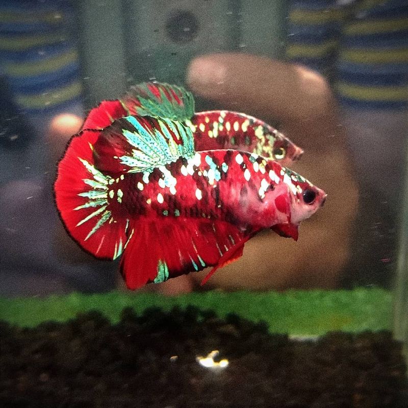 Jual Cupang Red Koi Galaxy Corak Variasi Tersedia Jant4 dan Betin4 ...