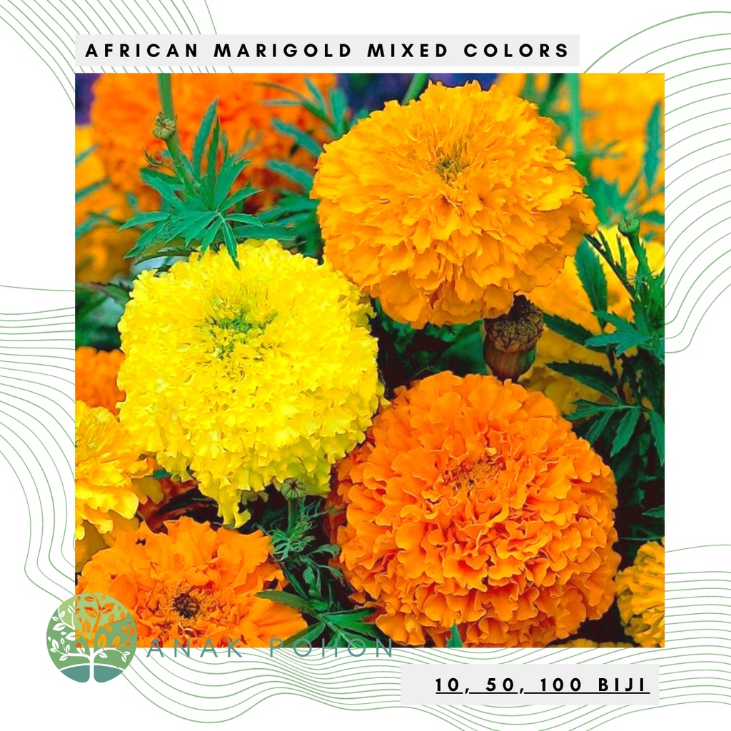 Jual Benih Bibit Biji - Bunga African Marigold Mixed Colors Flower ...