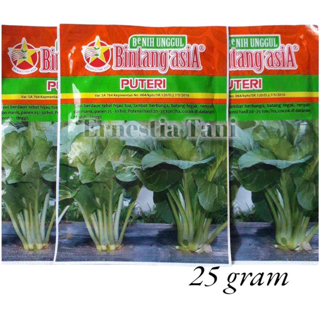 Jual Benih Bibit Sawi Hijau Puteri 25 Gram Biji Sayur Bibit Tanaman