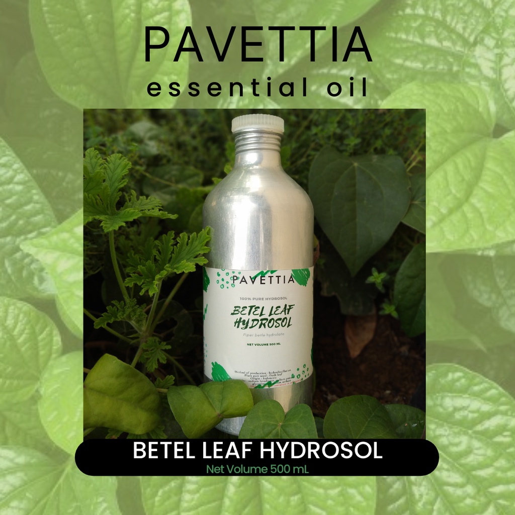 Jual 500 ml - Betel leaf hydrosol - aromatic water (Piper betle ...