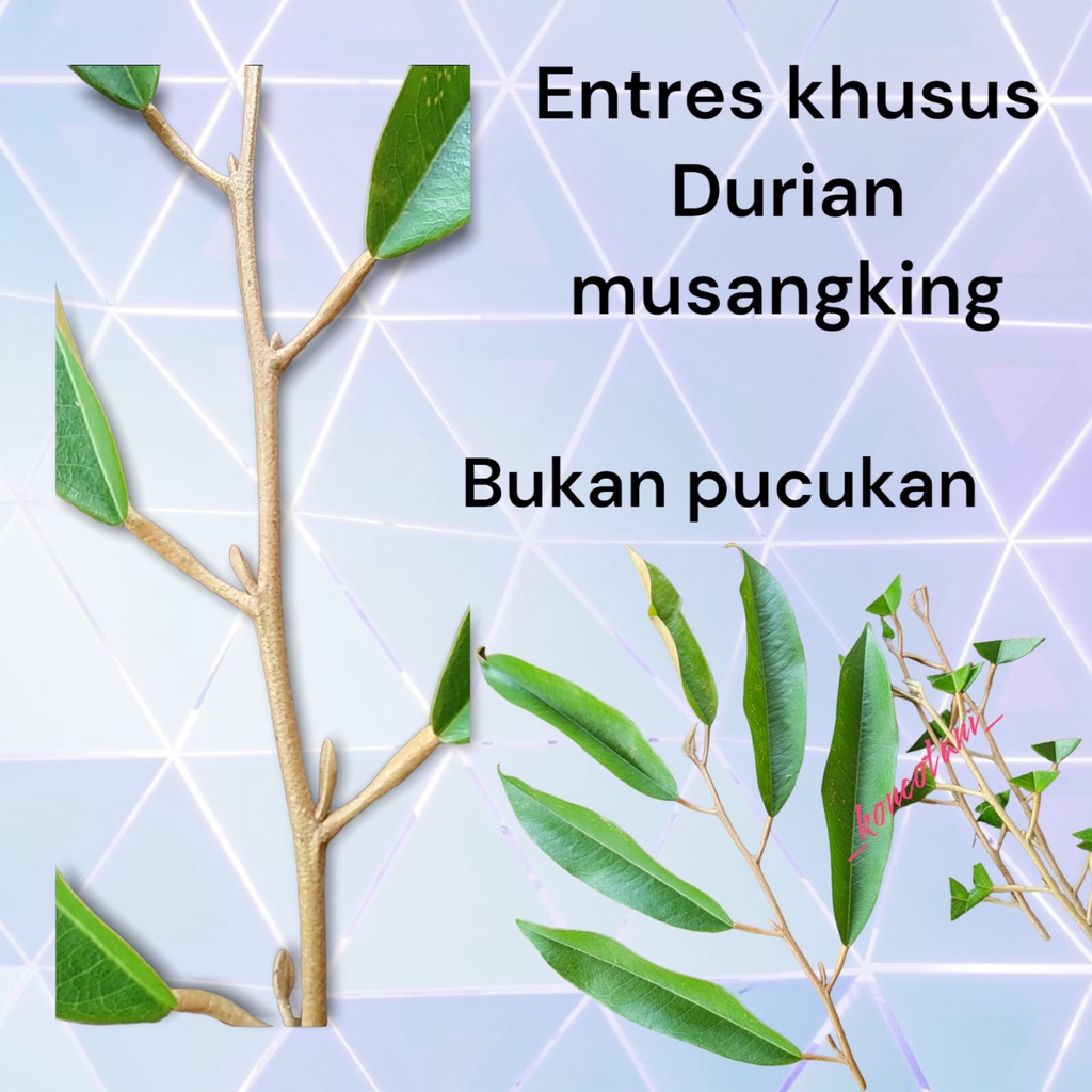 Jual KUSUS ENTRES MATA TUNAS DURIAN MUSANGKING SUPER BUKAN PUCUKAN