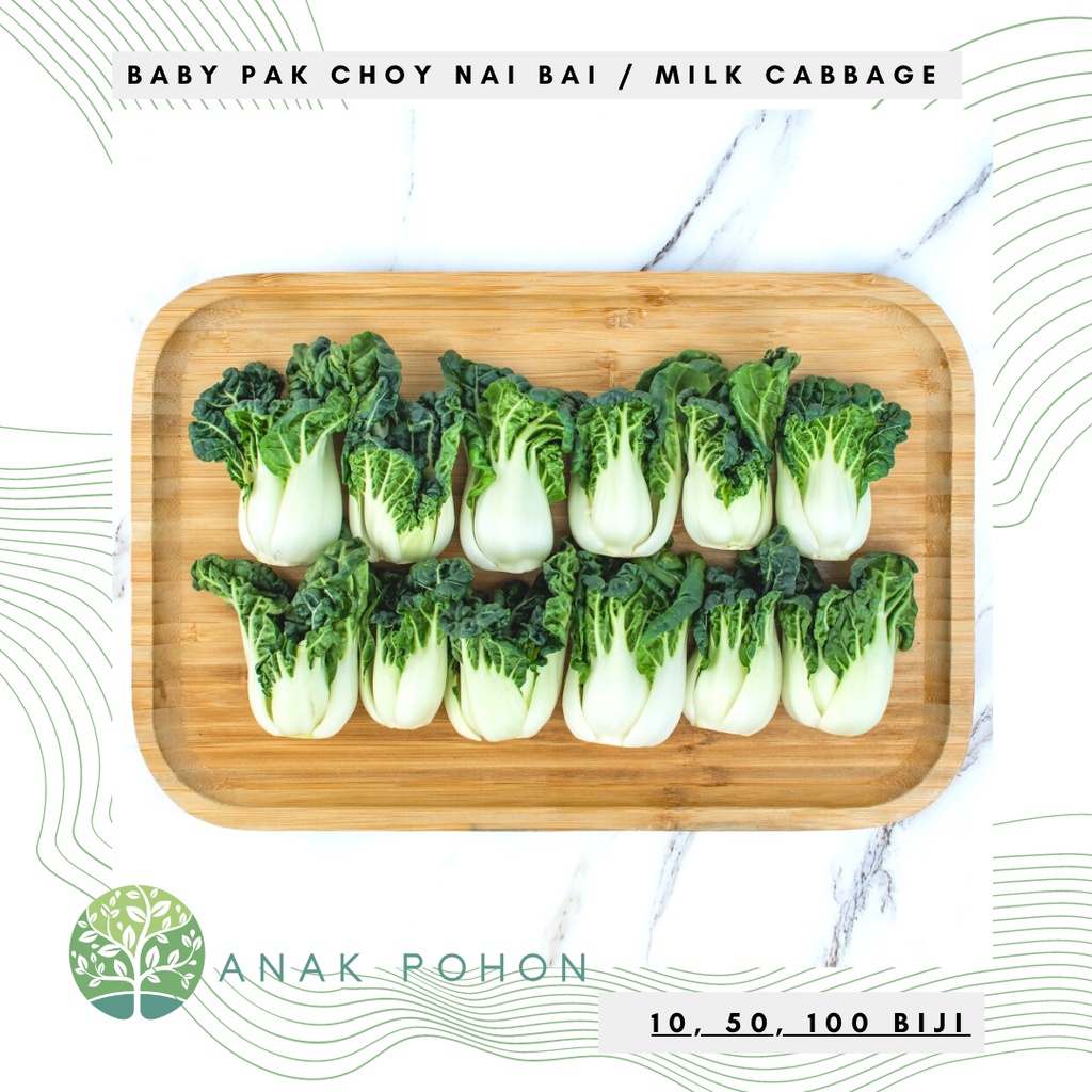 Jual Benih Bibit Biji Baby Pak Choy Nai Bai Sawi Bok Choy Mini Sweet Crunchy Pakcoy Milk