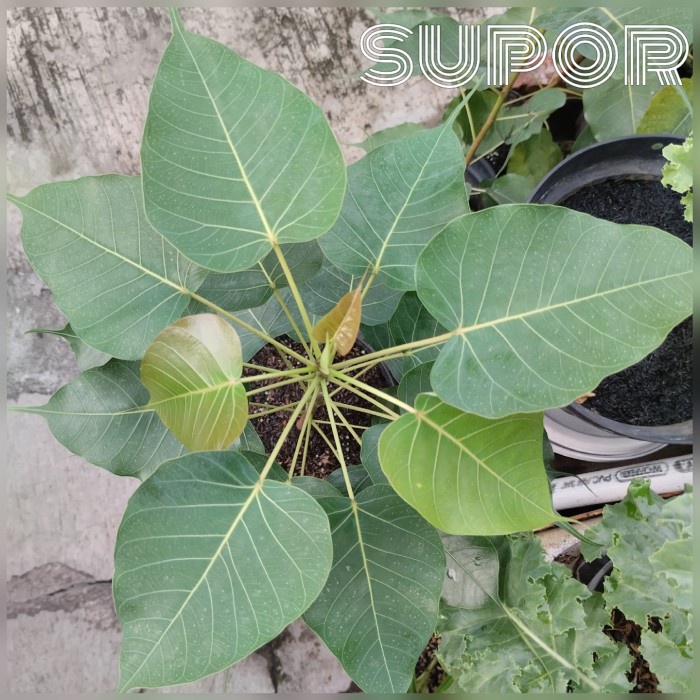 Jual Pohon Bodhi Tanaman Hias Bibit Bodi Ficus Religiosa Shopee Indonesia