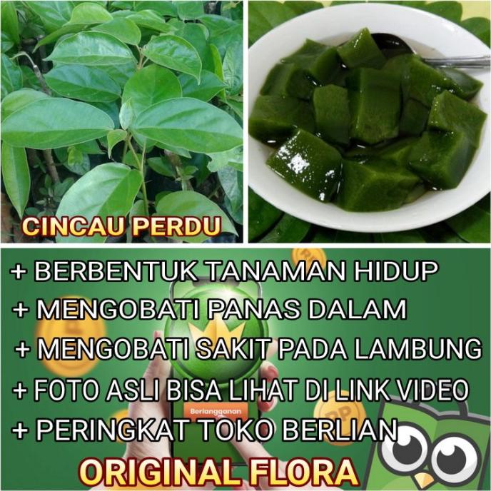 Jual Bibit Tanaman Daun Cincau Hijau Cincau Perdu Cincau Pohon Shopee