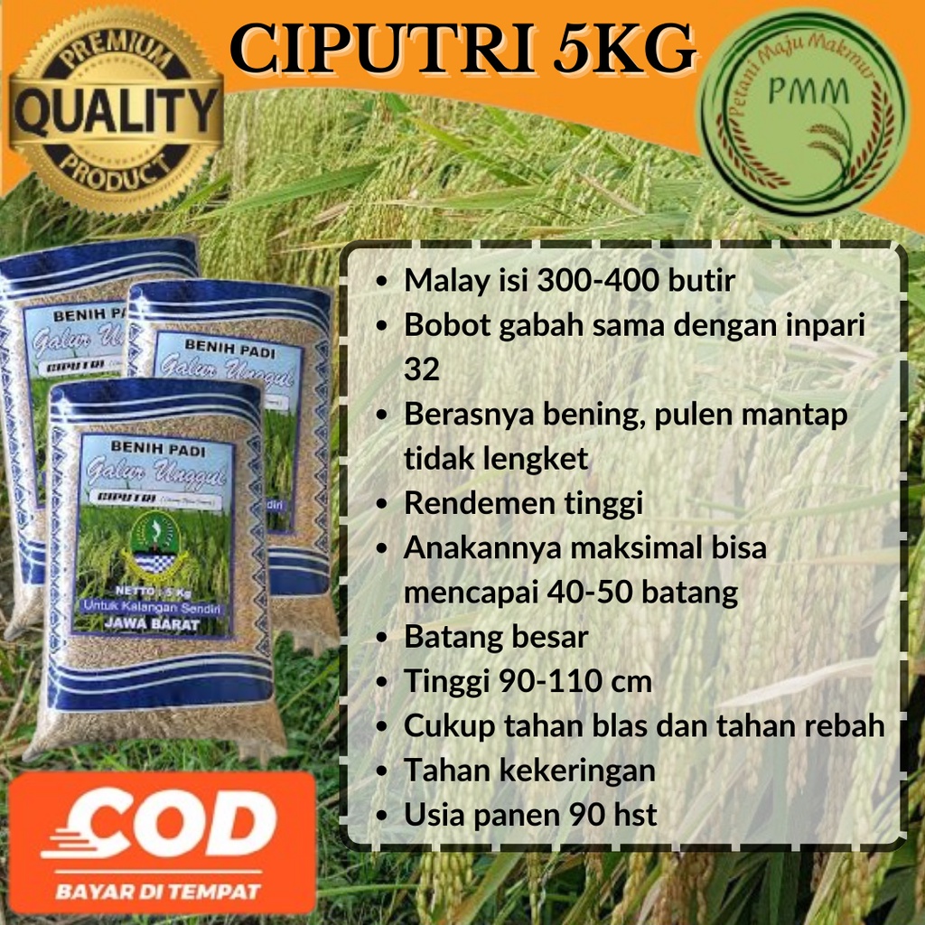 Jual Benih Padi Unggul Ciputri Ciherang Malai Panjang 5kg Shopee