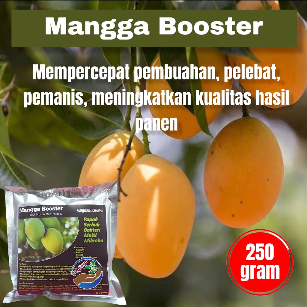 Jual Pupuk Booster Mangga Super Pelebat Buah Dan Anti Rontok 250gr ...