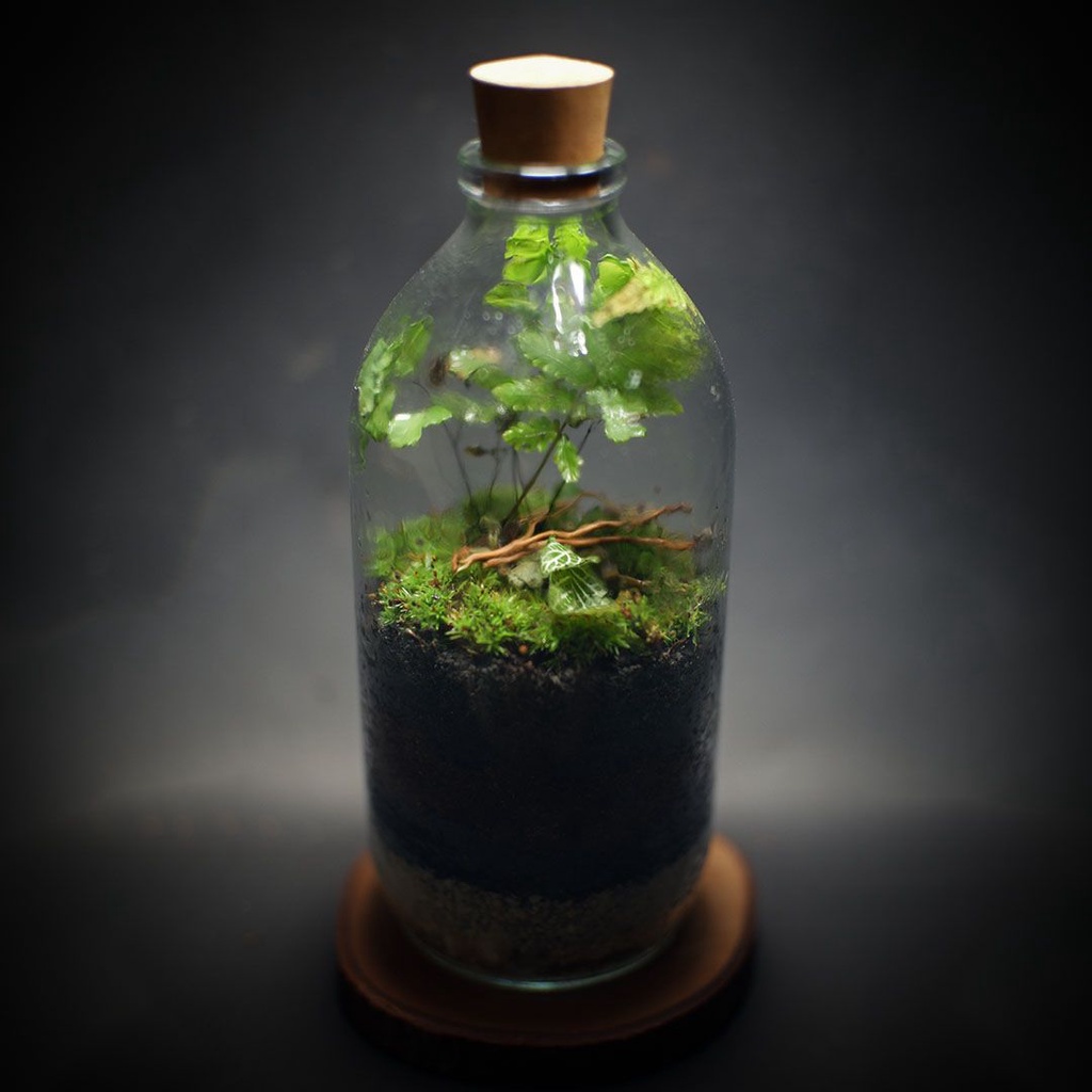 Jual TERARIUM BOTOL KIT | TERRARIUM KIT BOTTLE 100 - 500 ML | HIASAN ...