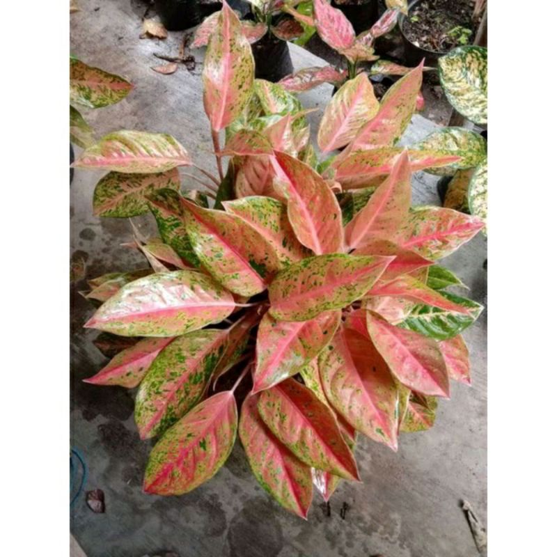 Daun Banyak Aglaonema Bigroy Aglonema Big Roy Bigroi Roi Tanaman Hias