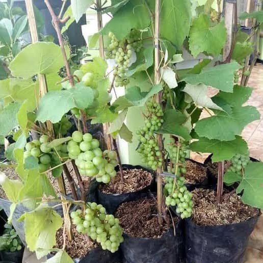 Bibit Tanaman Pohon Anggur hijau