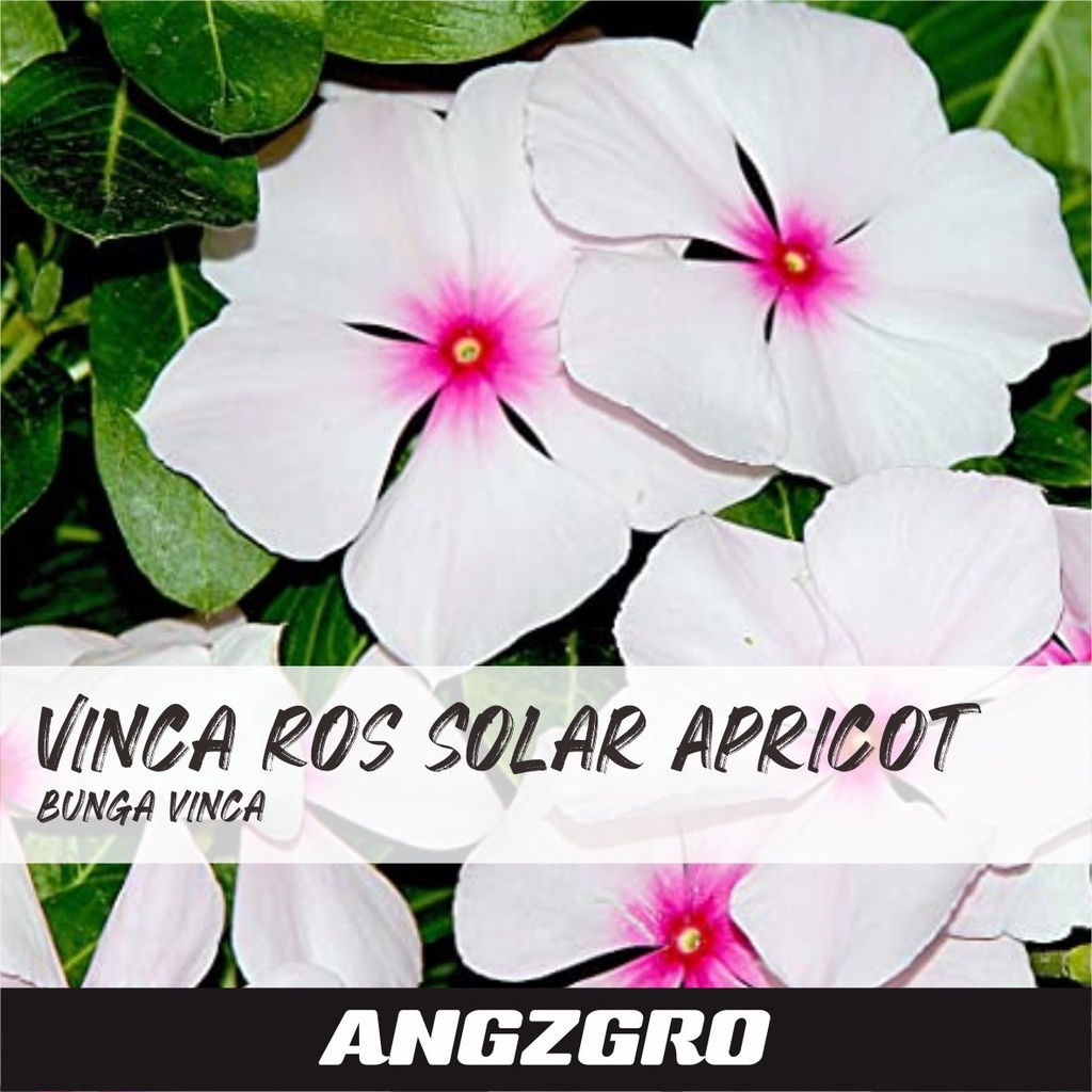 Jual Benih Bunga Vinca Ros Solar Apricot 10 Seeds Tanaman Urban ...