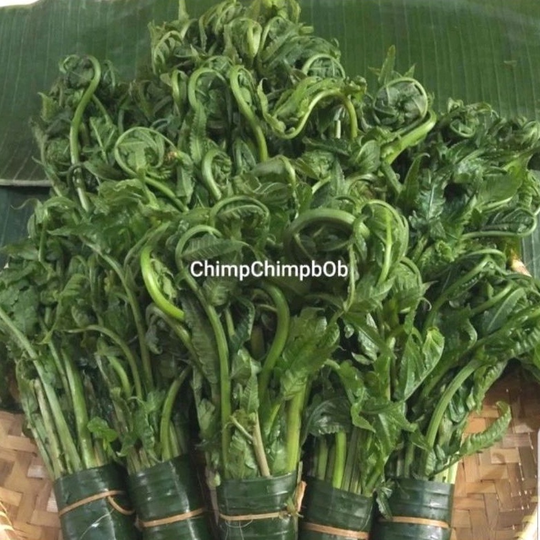 Jual Sayur Pakis Segar 500 Gram Daun Paku Daun Pakis Fresh Fern