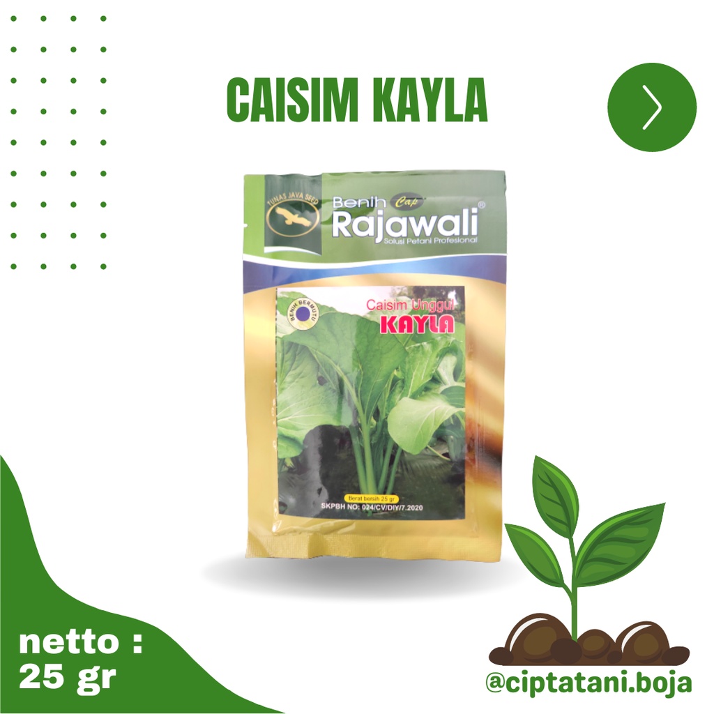 Jual Benih Caisim Sawi Kayla Rajawali Kemasan Gr Shopee