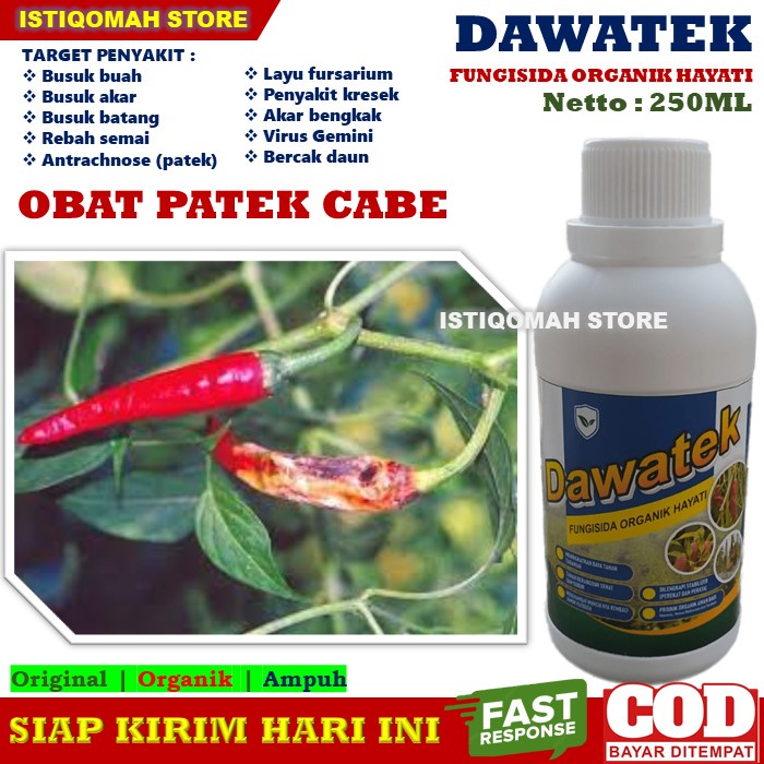 Obat Alami Patek Pada Cabe Homecare24