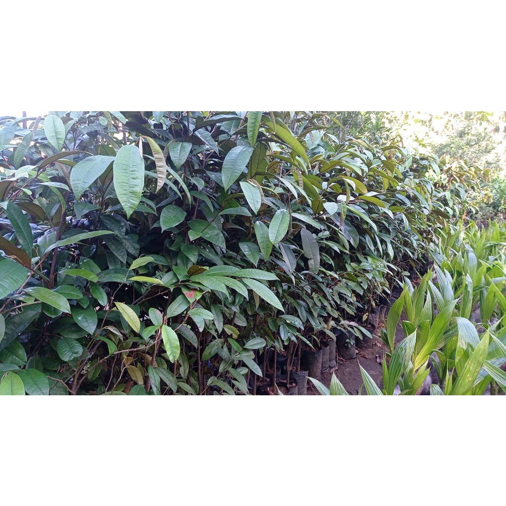 Jual Bibit Tanaman sawo kenitu / Sawo Duren / Manecu - Buah langka Kaya ...