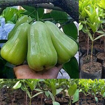 Bibit Jambu air Madu Green cepat berbuah