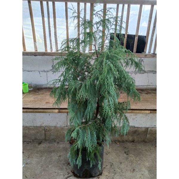 Jual CEMARA SALJU UKURAN BESAR RIMBUN / CEMARA HANTU / CUPRESSUS ...