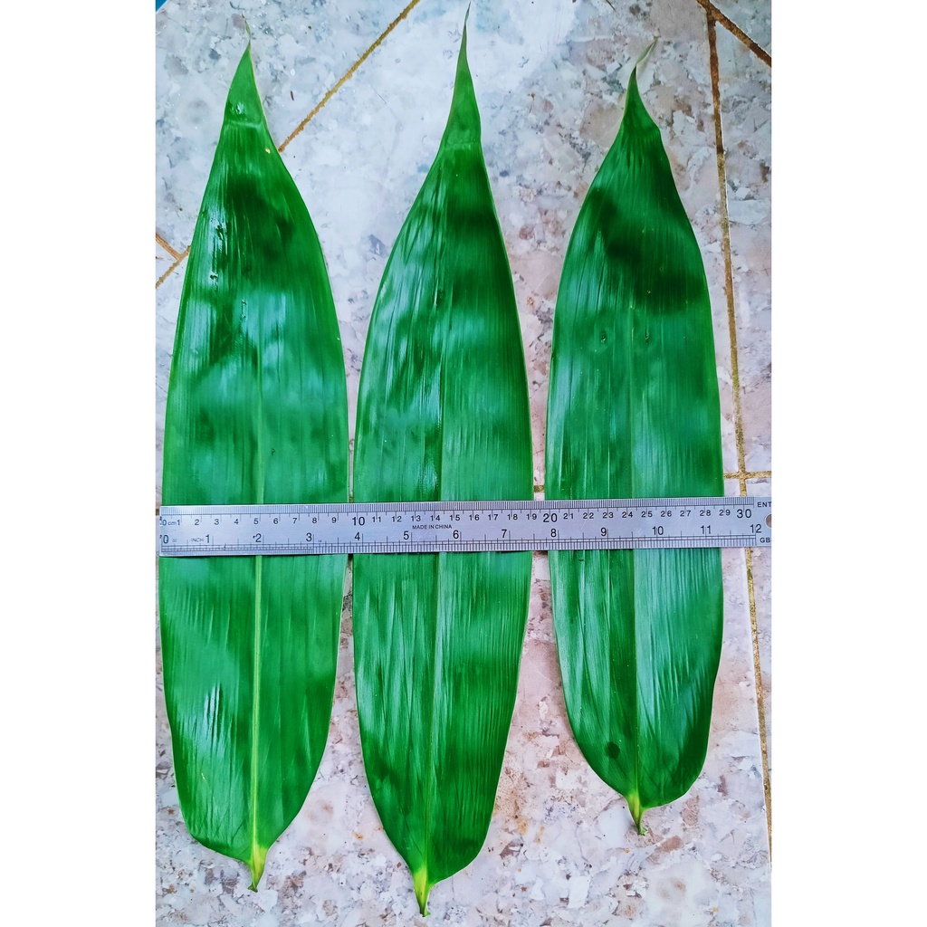 Jual Daun Bambu Segar Lebar Dan Panjang Harga Pcs Shopee Indonesia