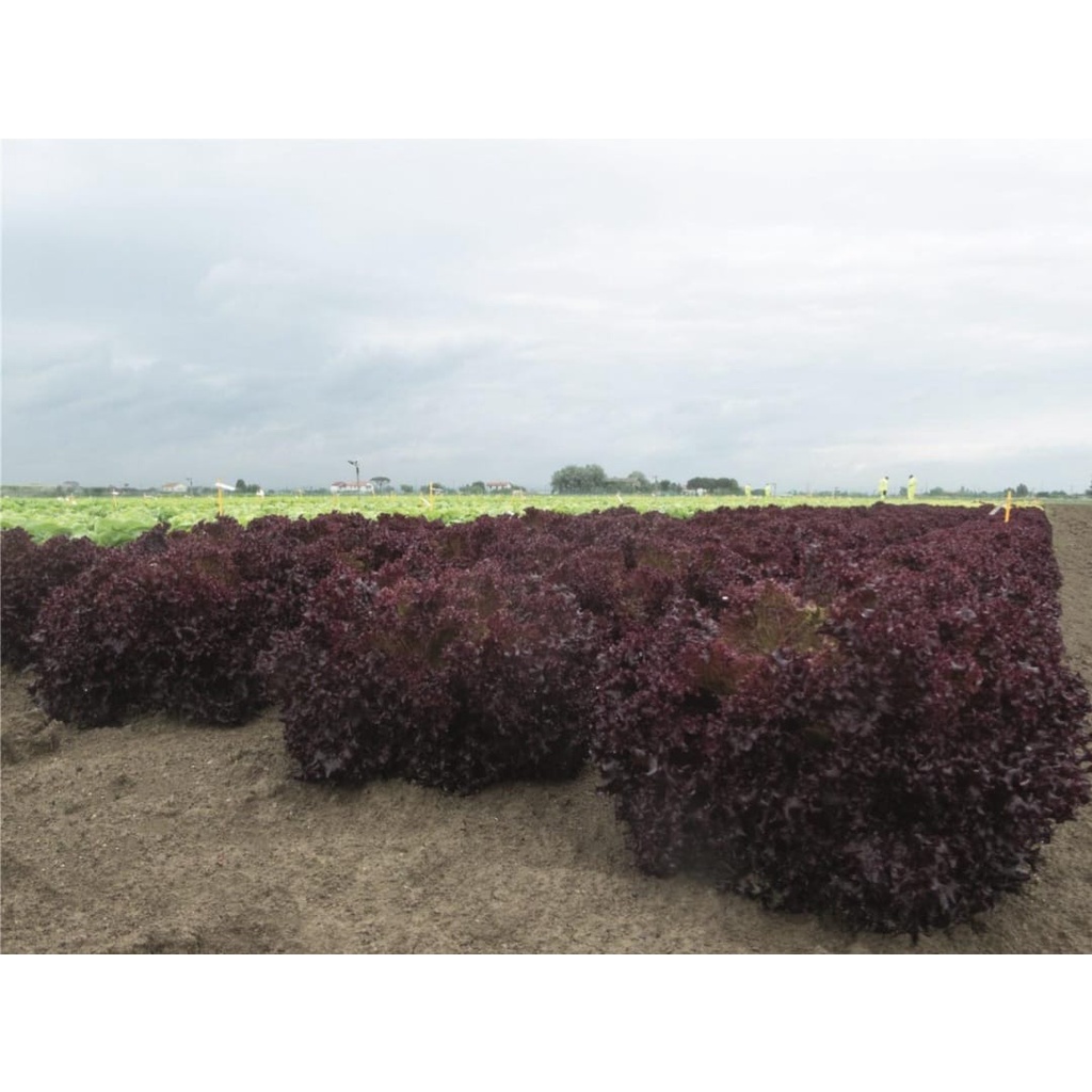 Jual Benih Bejo Seed - Selada Lollo Rossa Solos Repack 100 pills ...