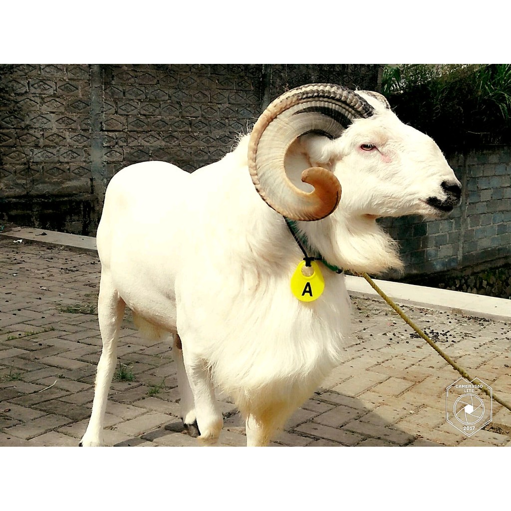 Jual NECK TAG | Kalung Nomor Ternak Sapi Kambing Domba Kuda Kerbau ...