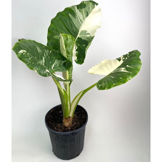 Jual Tanaman hias alocasia macrorrhiza variegata / sente variegata medium |  Shopee Indonesia